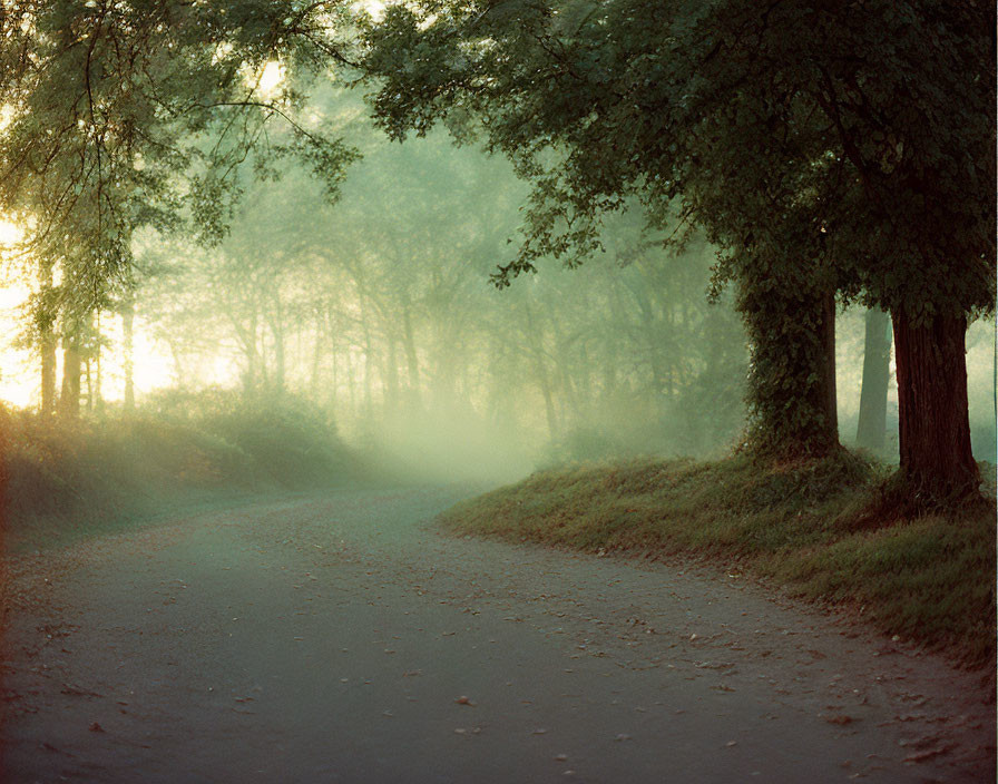 Tranquil country road fork in misty, tree-lined landscape at dawn or dusk