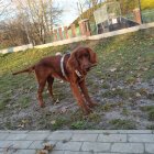 Majestic Irish Setter in Sunlit Meadow with Purple Flowers