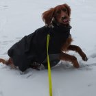 Brown Dog in Black Cloak with Green Leash Sitting on Snow