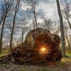 Mystical altar in enchanted forest with sunbeams