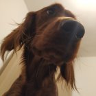 Brown Dog with Shiny Coat and Chain Collar in Close-Up Shot