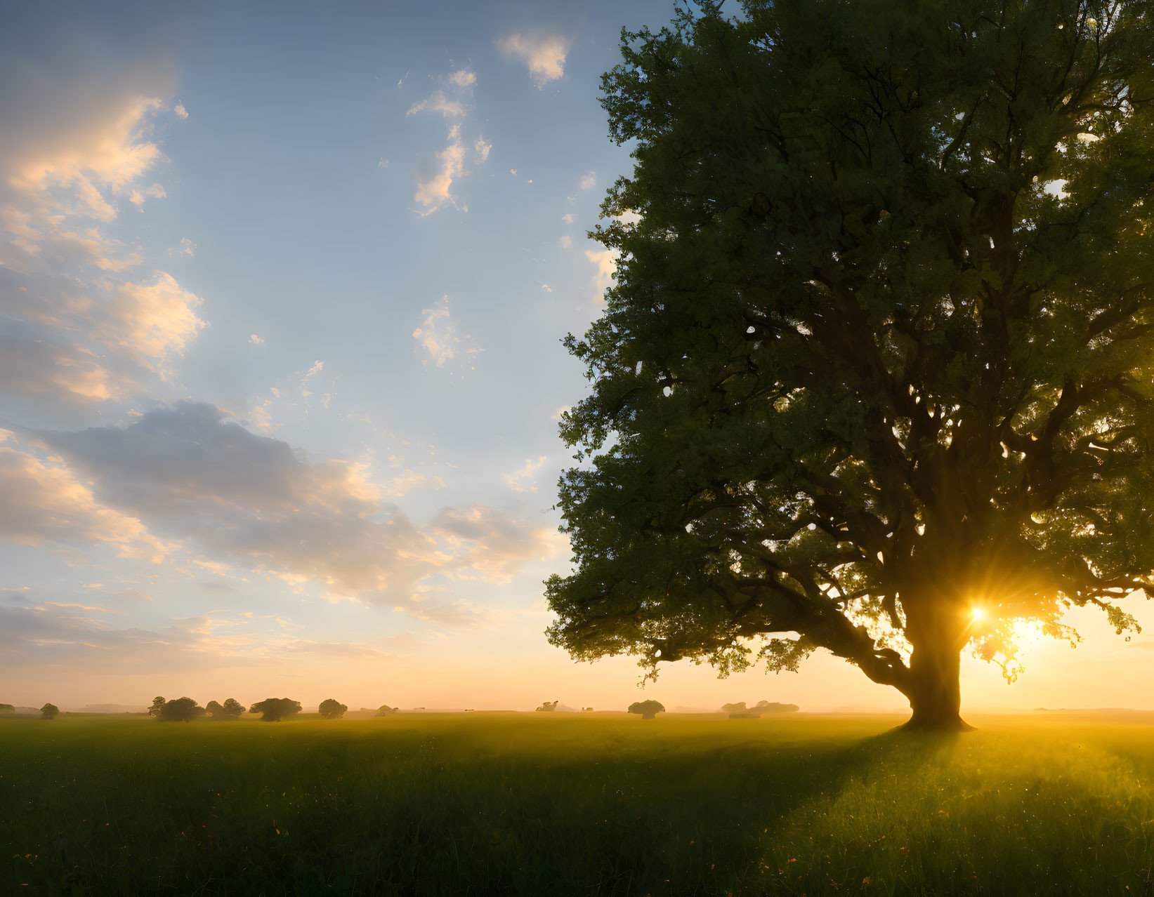 Majestic tree in serene field at sunset with sunlight and fluffy clouds