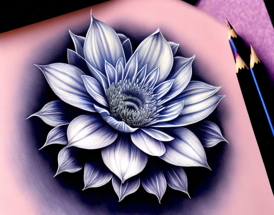 Detailed graphite drawing of blooming flower with intricate petals and colored pencils on dual-toned background