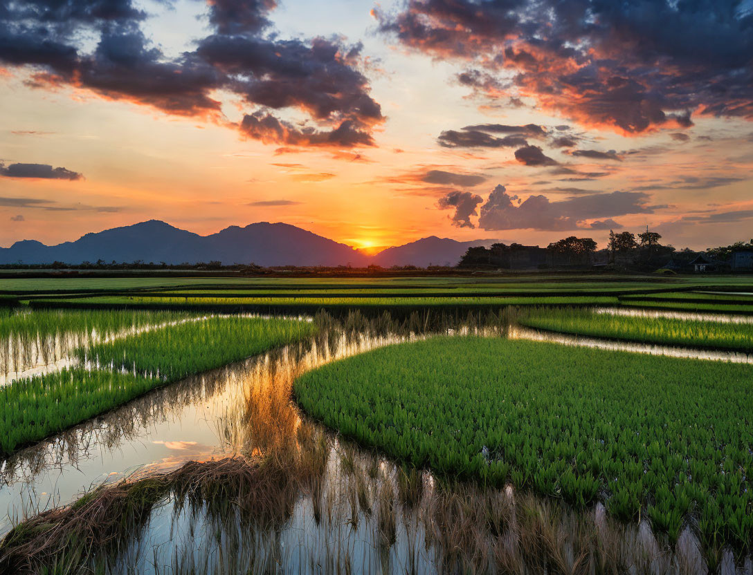 Vibrant sunset over serene rice paddy and mountains