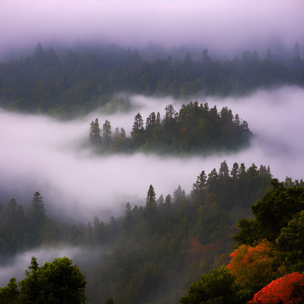 Autumn hilltops with dense trees in misty landscape.