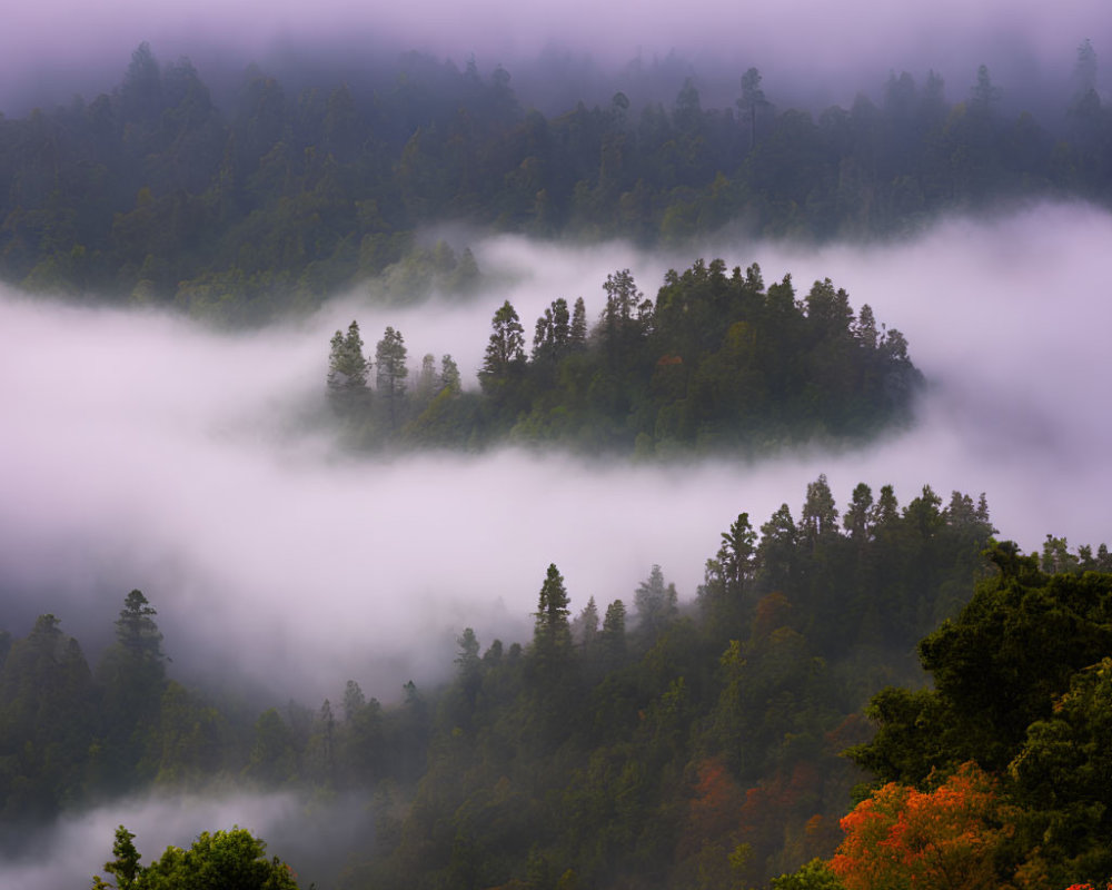 Autumn hilltops with dense trees in misty landscape.