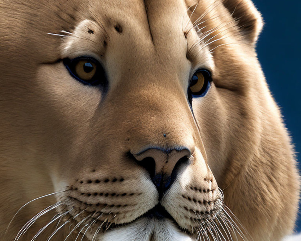 Close-Up of Lioness Face with Intense Blue Eyes on Blue Background