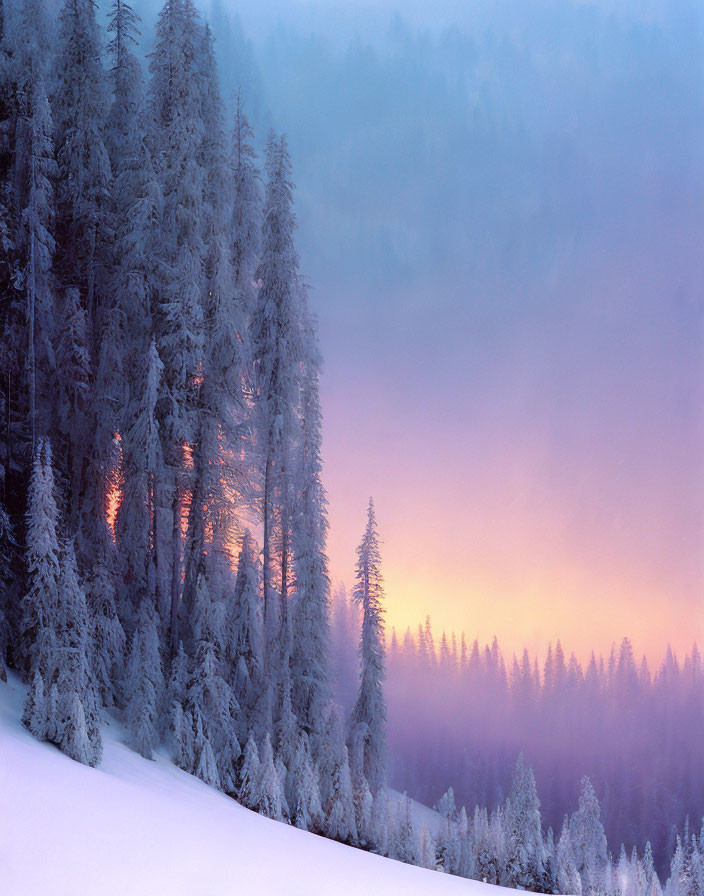 Snow-covered trees in gentle dawn light on misty winter morning.