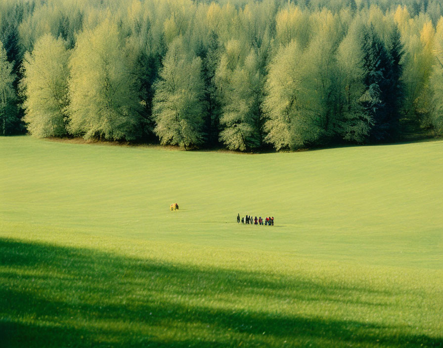 Group of People Walking in Vibrant Green Meadow with Sunlit Trees