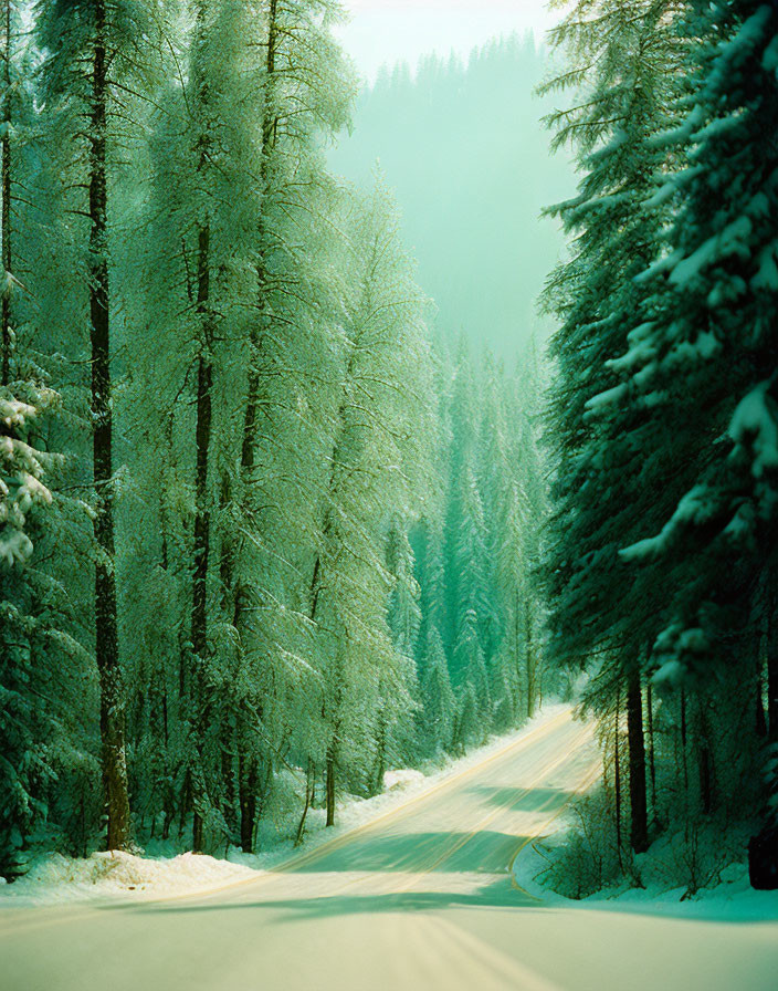 Snowy Road Flanked by Tall Coniferous Trees and Sunlight Filtering Through Branches