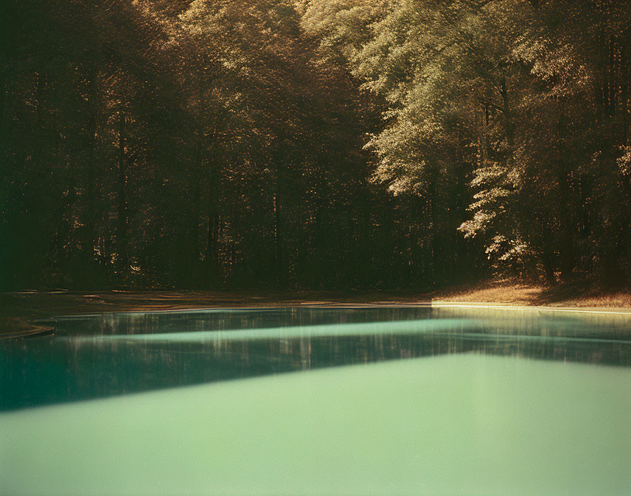 Outdoor Pool Surrounded by Dense Forest in Golden Hue