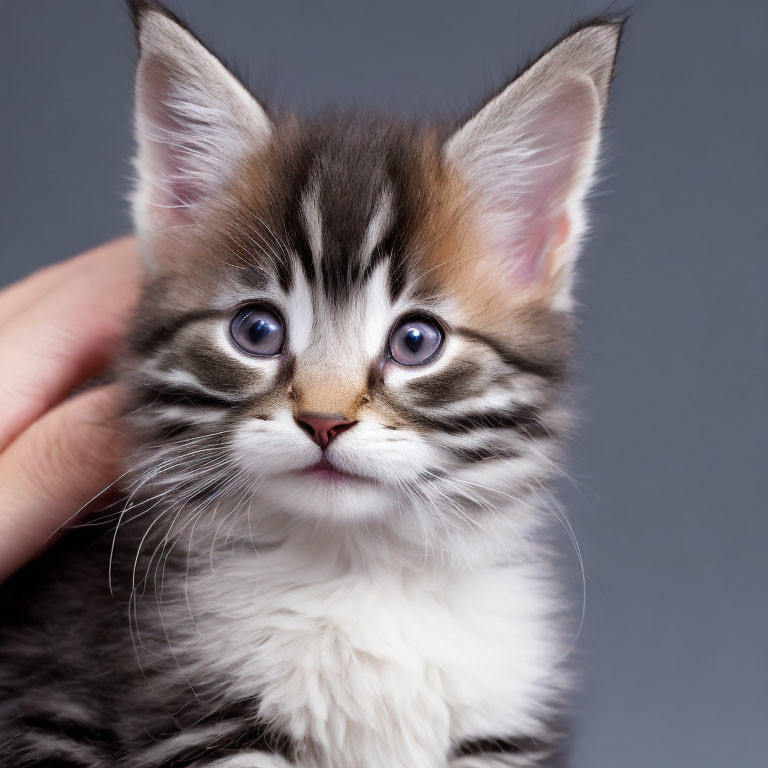 Person's Hand Holding Fluffy Kitten with Blue Eyes