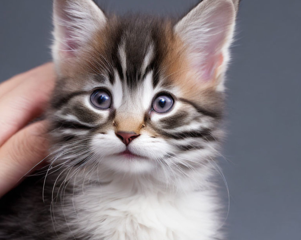 Person's Hand Holding Fluffy Kitten with Blue Eyes