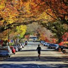 Man Walking on Vibrant Autumn Street with Stylized Trees