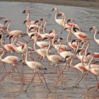 Multiple Avocets in Shallow Water with Red Berries and Vegetation