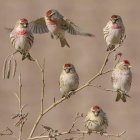 Stylized birds on blossom branches against tan backdrop