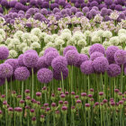 Surreal purple flowers in a field with bubble-like patterns and green hills