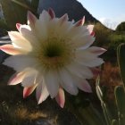 Surreal artwork: oversized blooming flower, flowing petals, mountainous background, twilight sky