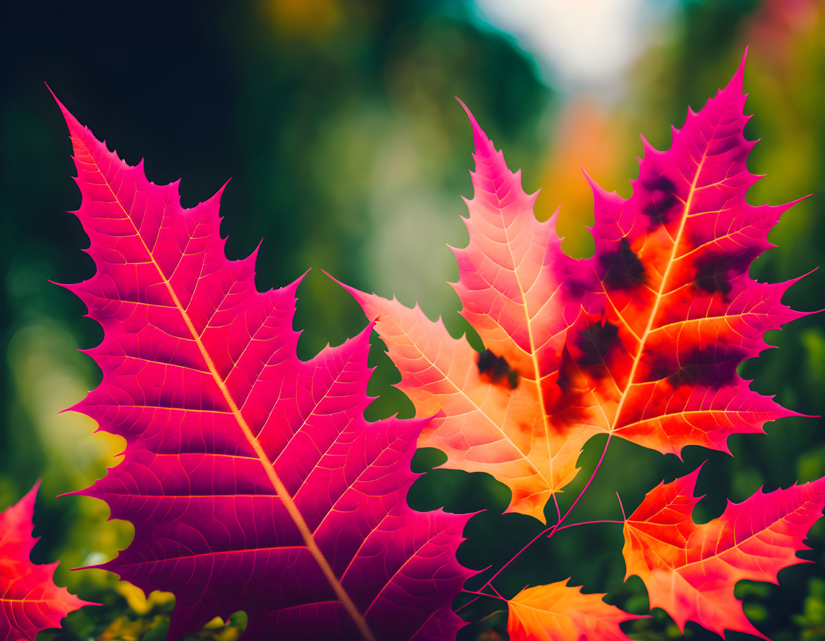 Colorful Autumn Leaves with Vein Patterns on Blurred Green Background