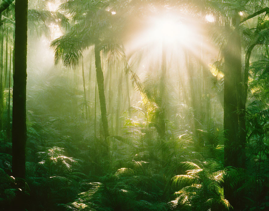 Forest scene: Sun rays through verdant canopy, mist, and lush ferns