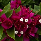 Vivid Red Dahlia with Intricate Petals and White Flowers