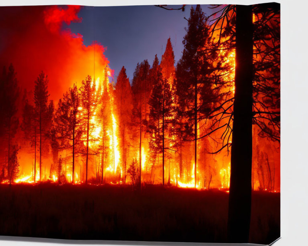 Canvas Print of Fierce Forest Fire with Vibrant Flames