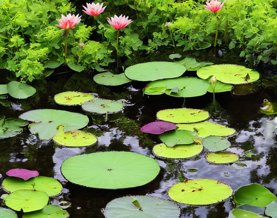 Tranquil Pond with Green Lily Pads and Pink Lotus Flowers