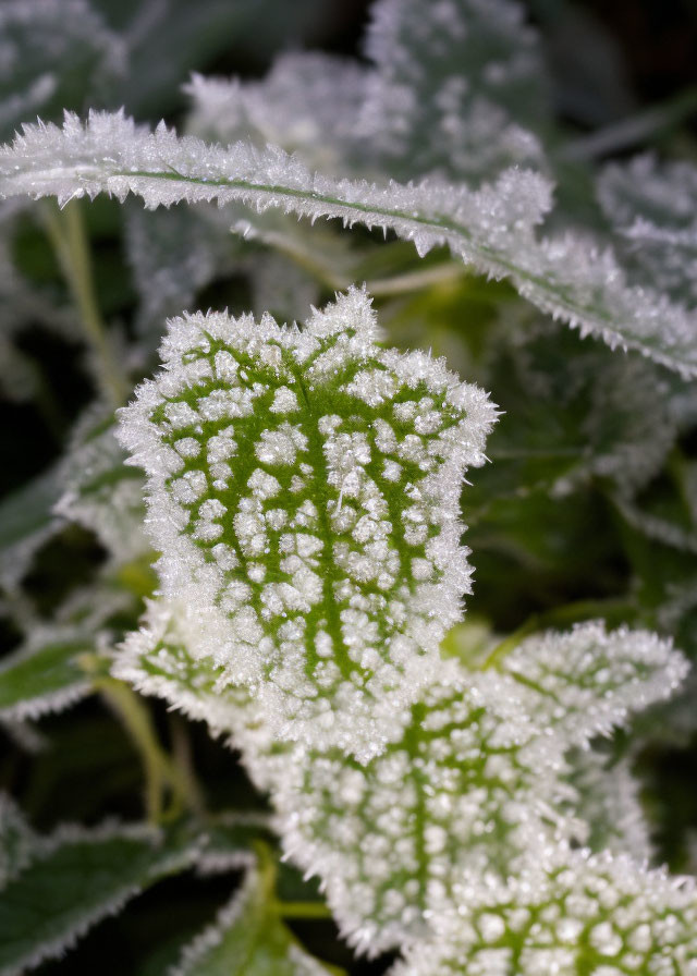 Detailed close-up of frost-covered green leaf with ice crystals, showcasing intricate vein pattern.