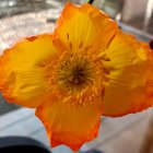 Vibrant orange poppies with blue stamens on dreamy backdrop