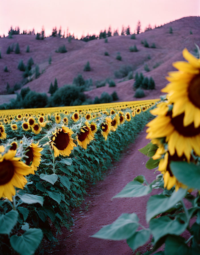 Sunflower Field at Dusk with Path, Hills, and Pink Sky