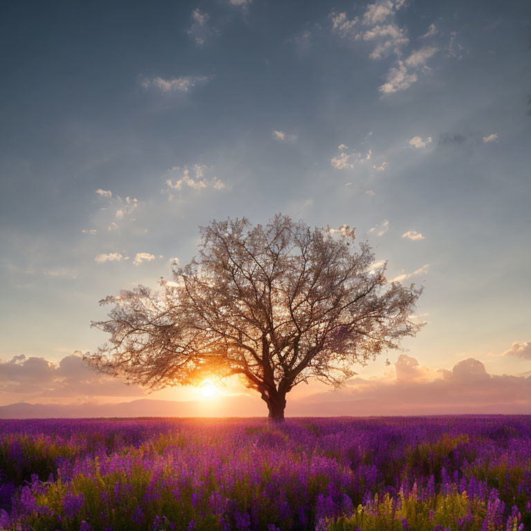 Solitary tree in purple flower field at sunset