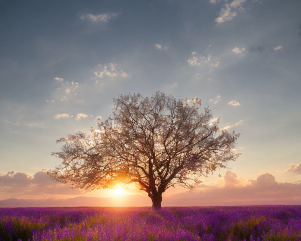 Solitary tree in purple flower field at sunset