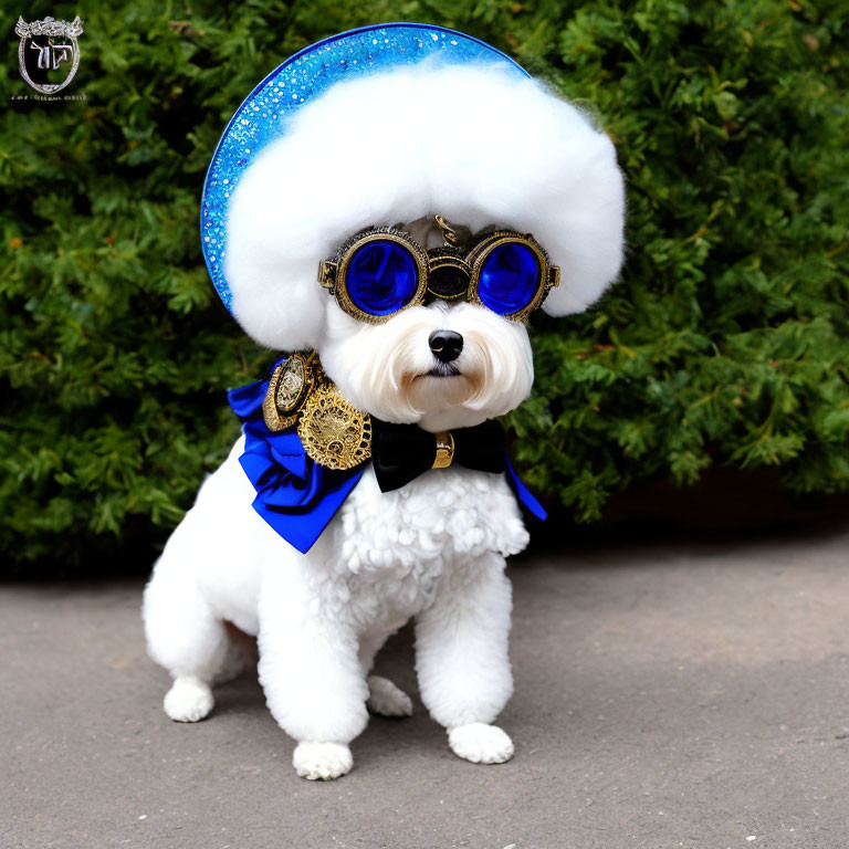 White poodle in steampunk goggles and blue hat with bow tie in front of green hedge