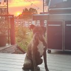 Majestic boxer dog in surreal landscape with misty forest and sunset