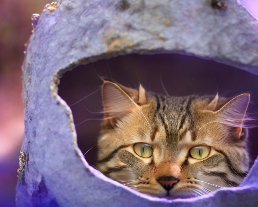 Tabby Cat with Yellow Eyes in Purple Cat Bed