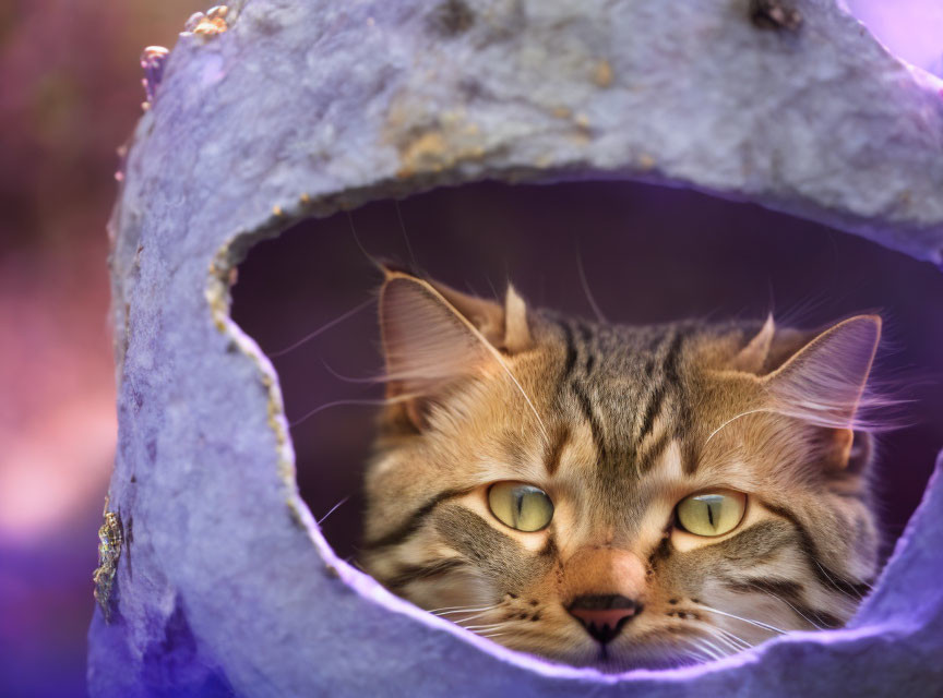 Tabby Cat with Yellow Eyes in Purple Cat Bed