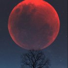 Person gazes at massive red moon under tree on hill