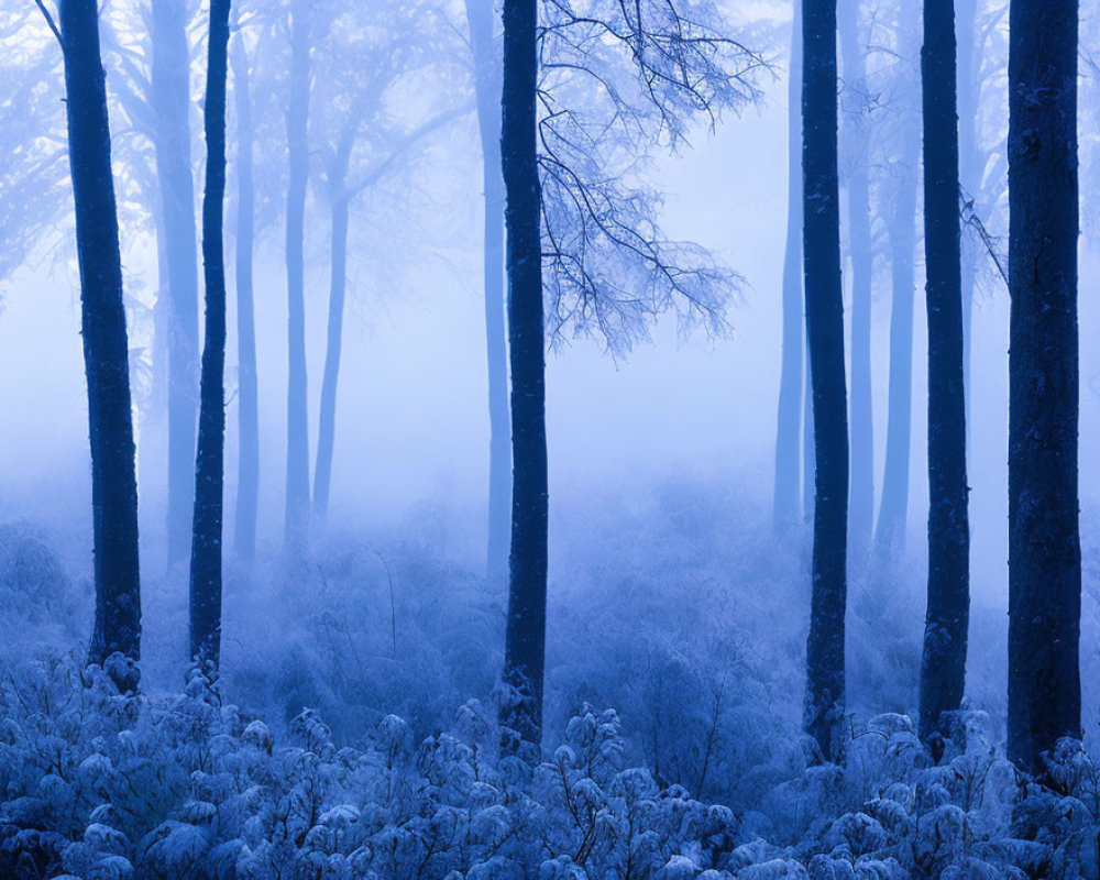 Blue-Tinted Forest with Bare Trees in Dense Mist and Frost-Coated Underbrush