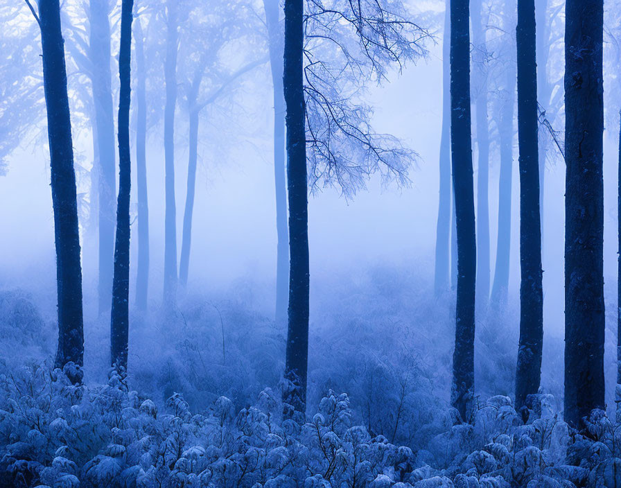 Blue-Tinted Forest with Bare Trees in Dense Mist and Frost-Coated Underbrush