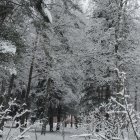 Snow-covered street with trees and houses in serene winter scene