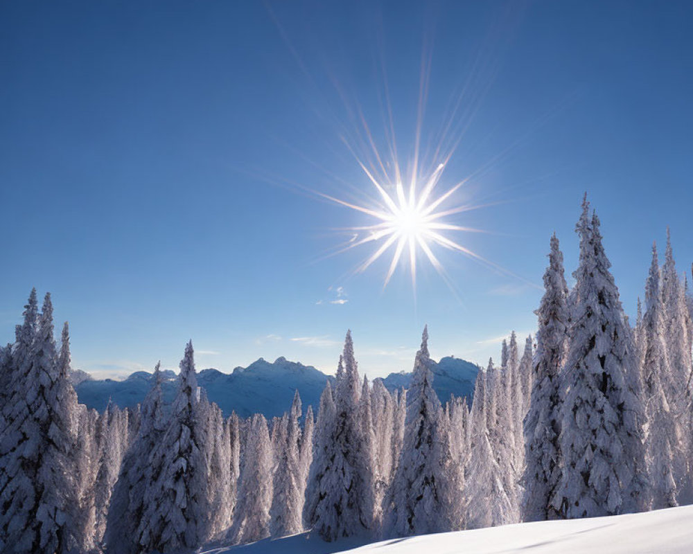 Sunburst Over Snow-Covered Evergreen Trees and Mountains