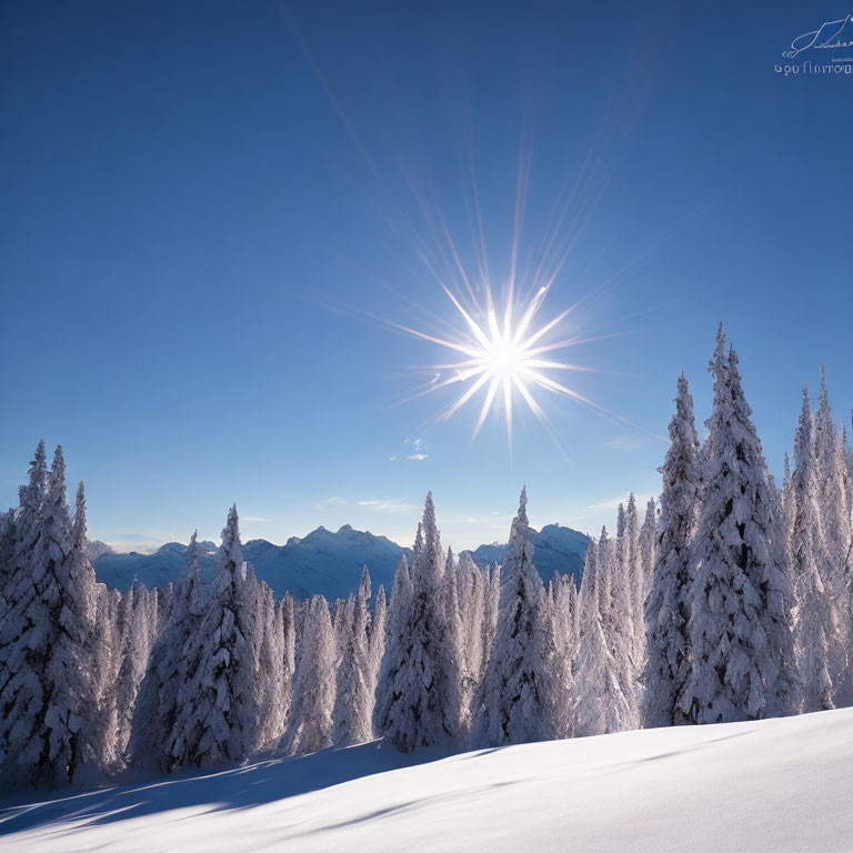 Sunburst Over Snow-Covered Evergreen Trees and Mountains