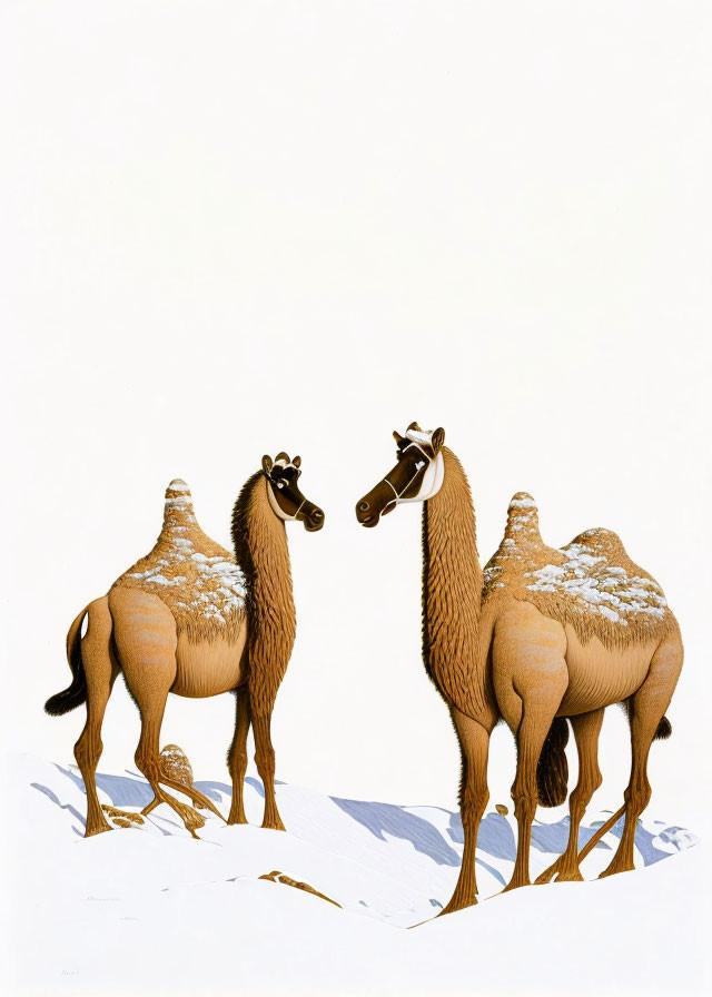 Snowy landscape: Two camels with snow patches, one camel braying