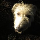 Long-Haired Dog Portrait Against Dark Background with Leaves