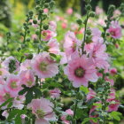 Assorted Flowers Painting with Pink and White Blossoms