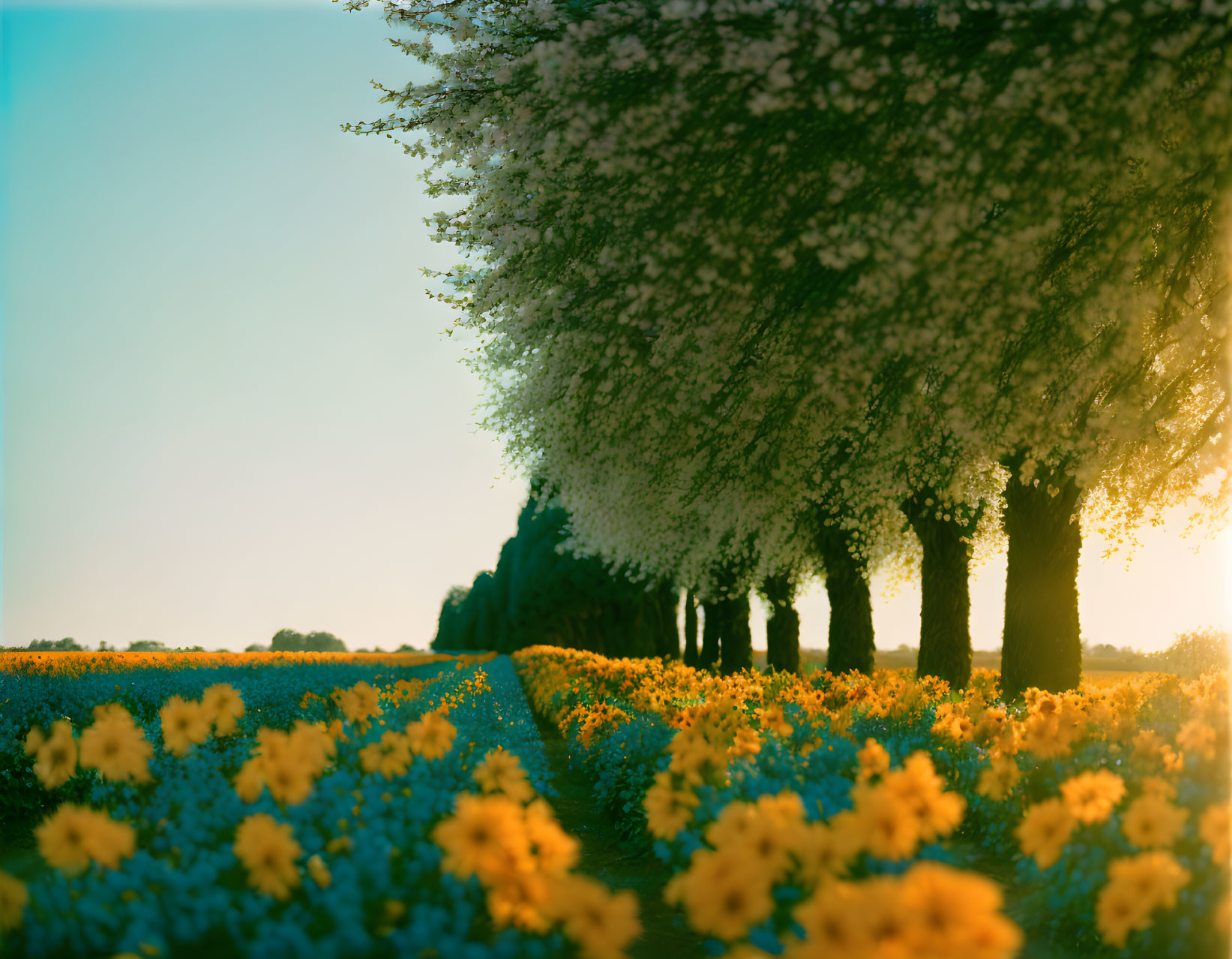 Tranquil tree-lined path with vibrant yellow flowers at sunset