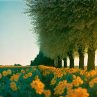 Tranquil tree-lined path with vibrant yellow flowers at sunset