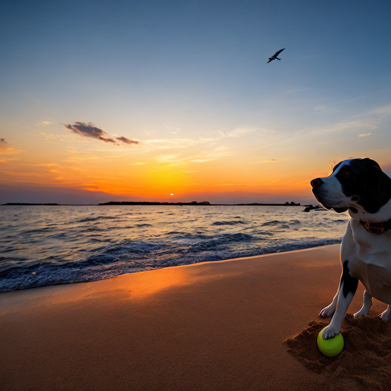 Dog with Ball on Beach at Sunset with Waves and Bird