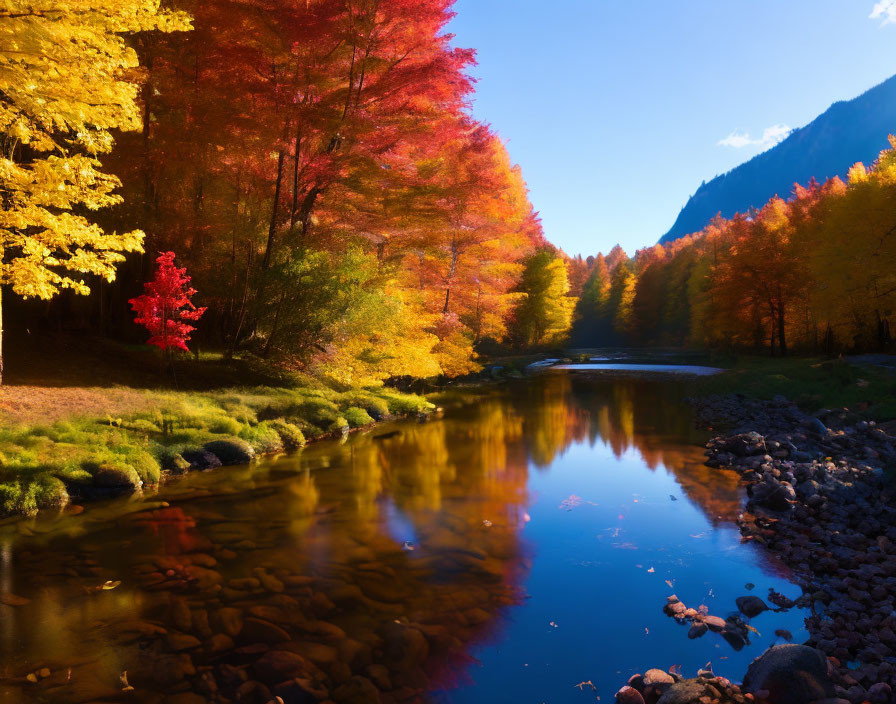 Tranquil River Surrounded by Autumn Trees