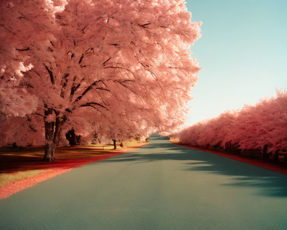 Surreal pink-leaved tree tunnel with meandering road under clear sky